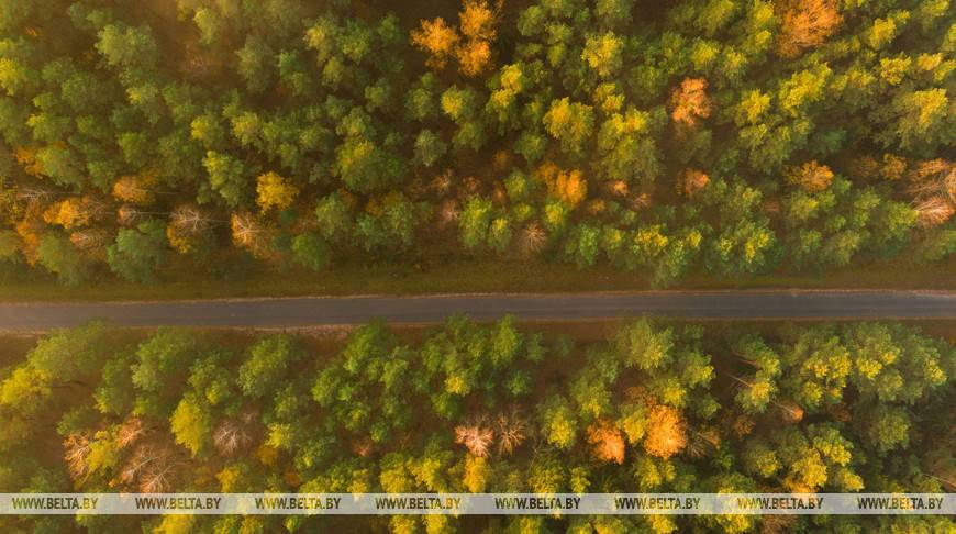 Акция "Чистый лес" пройдет в Беларуси 9 октября