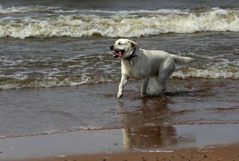 В Петербурге привила питомцев от бешенства треть держателей собак