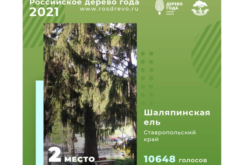 Шаляпинская ель в Кисловодске стала второй в конкурсе дерева года России