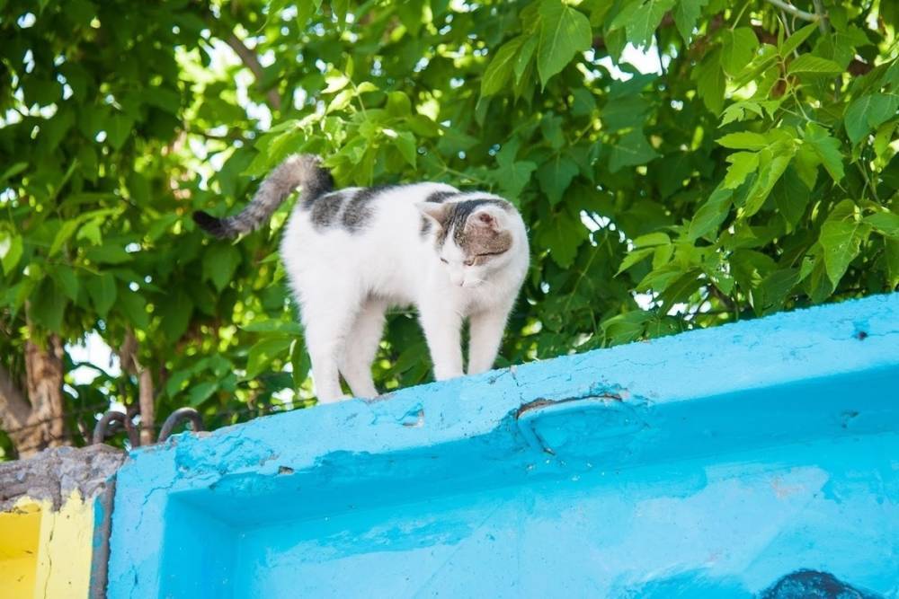 Зараженная бешенством кошка укусила жительницу Волгоградской области