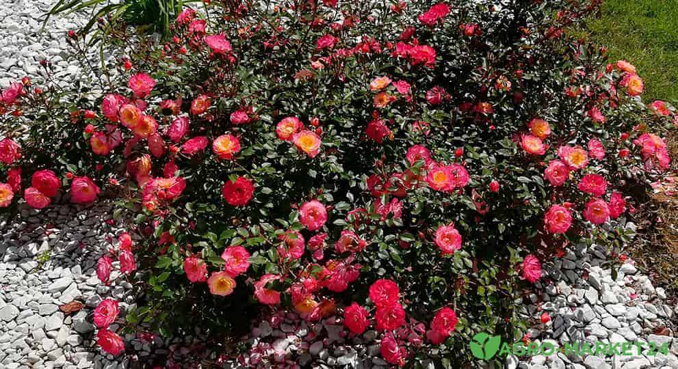 Почвопокровные розы: лучшие сорта