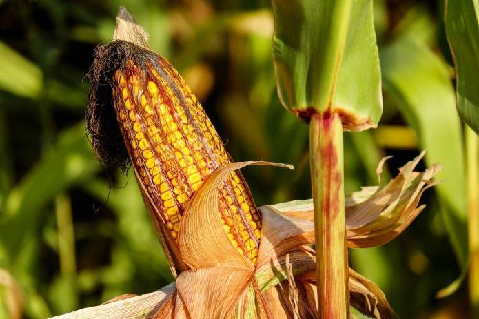 Прогноз: Цены на кукурузу в Китае упадут из-за небывалого урожая