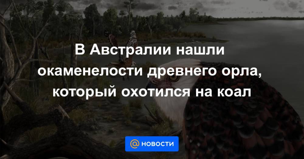 В Австралии нашли окаменелости древнего орла, который охотился на коал