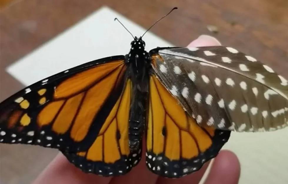 Жительница США смогла восстановить поврежденное крылышко у бабочки и мира