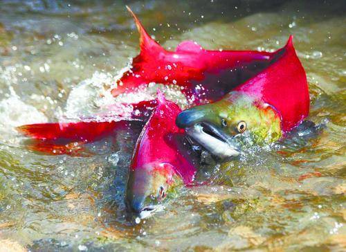 На Колыме и Камчатке зафиксированы рекордные уловы красной рыбы
