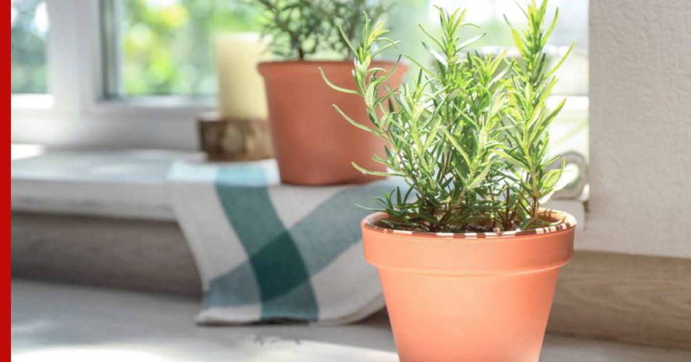 Трава для дома: пять ароматных растений, очищающих воздух в квартире