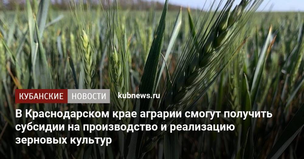 В Краснодарском крае аграрии смогут получить субсидии на производство и реализацию зерновых культур