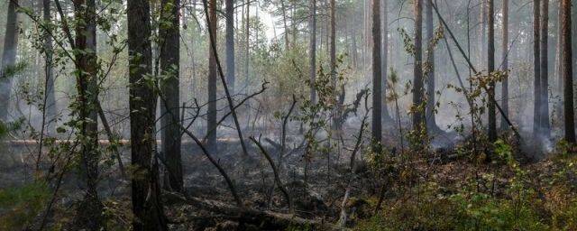 Московский институт теплотехники запатентовал «пушку» для тушения лесных пожаров