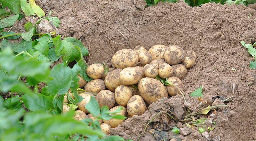 Семенной картофель: как правильно отобрать и сохранить клубни картошки для весенней посадки