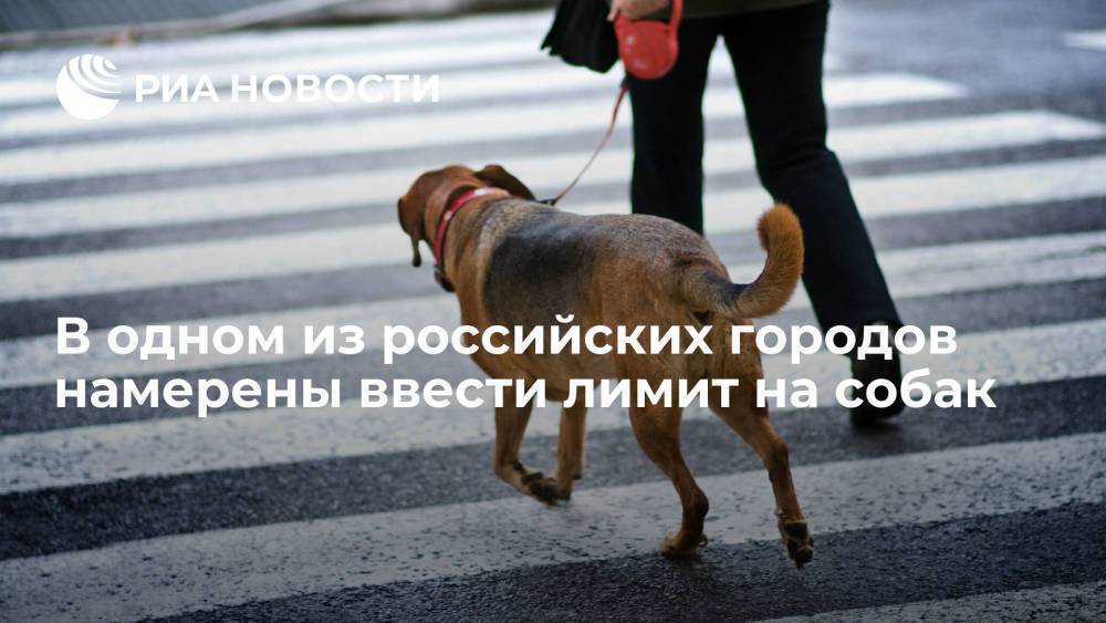 Мэр Саратова Исаев предложил ввести лимит на домашних животных