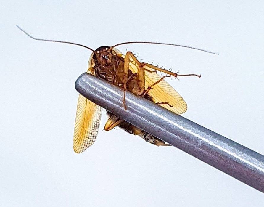 «Тараканы в голове»: двое нижегородцев пожаловались на насекомых в ушах