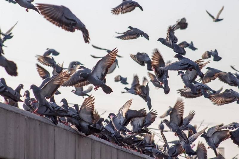 У голубей в Петербурге выявили опасную инфекцию, передающуюся людям