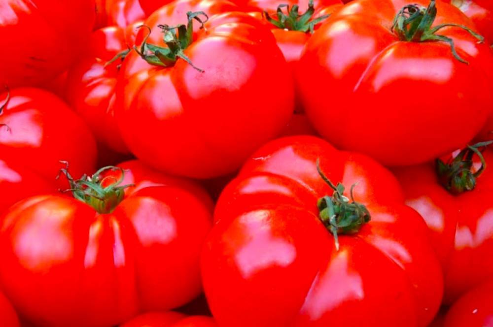Холодный сентябрь повлиял на стоимость томатов и огурцов в РФ