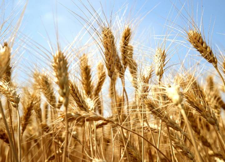 В Ростовской области готовятся к новым урожайным рекордам