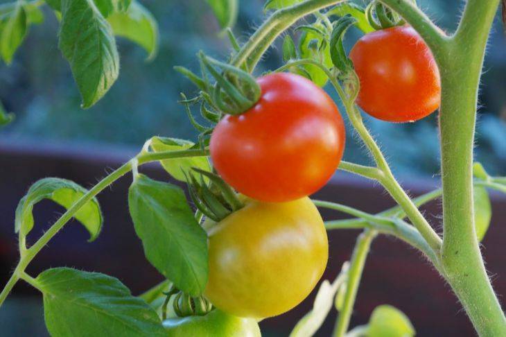 Что необходимо класть в лунку при посадке помидоров