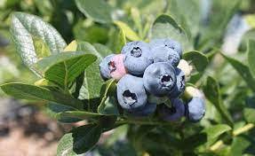 В Новосибирскую область не пропустили 177 килограммов ягоды из Кыргызстана