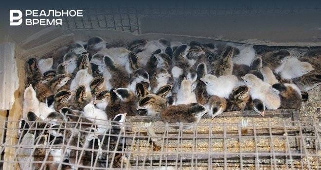 В Татарстане прокуратура требует от птицефабрики ликвидировать незаконную свалку отходов производства