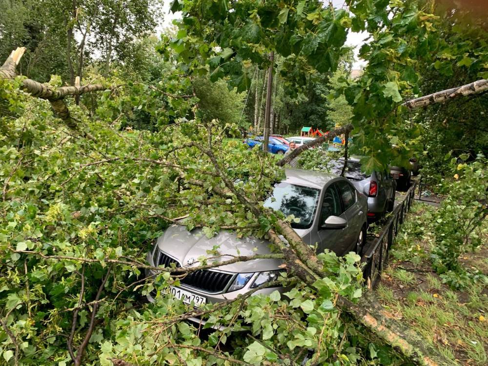 В Петербурге прошел сильный ветер с дождем, обрушивший деревья на автомобили — фото