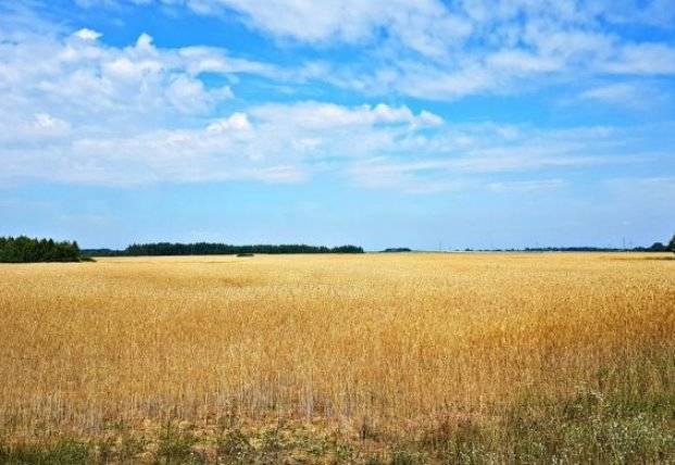 Украина установила рекорд по сбору ранних зерновых