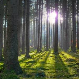В Запорожской области незаконно передали в частные руки 8 га земель лесного фонда