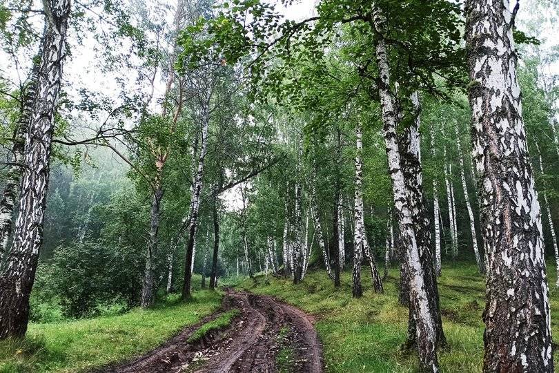 В Башкирии мужчина незаконно вырубил лес более чем на 800 тысяч рублей