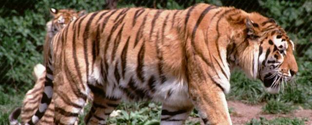 Путин предложил Казахстану помощь в восстановлении популяции туранских тигров