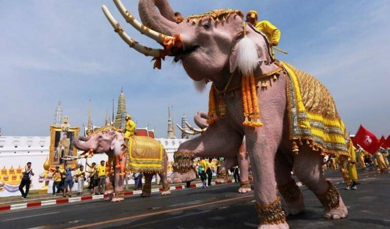 57% слонов, развлекающих туристов в Таиланде, страдают от нервного тика