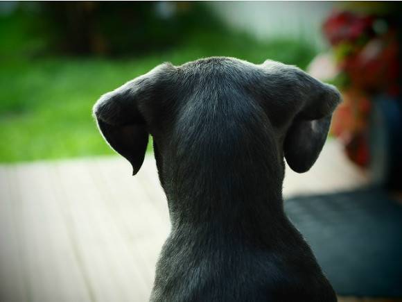 Самую ушастую собаку нашли в США — она пополнила Книгу рекордов Гиннеса