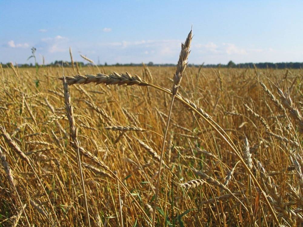 Россия стала крупнейшим экспортёром зерна