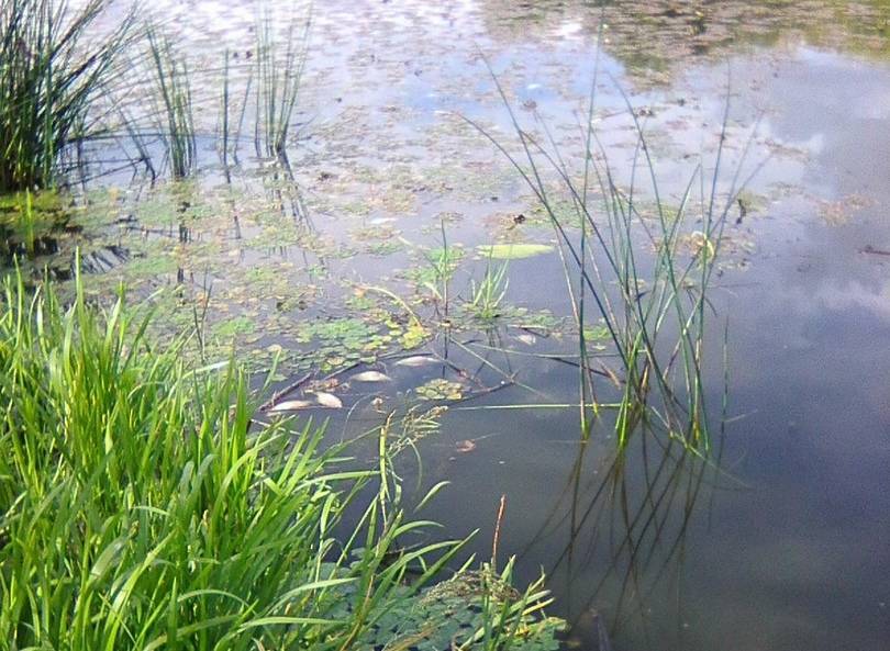 Минприроды прокомментировало гибель рыбы в Ореховом озере