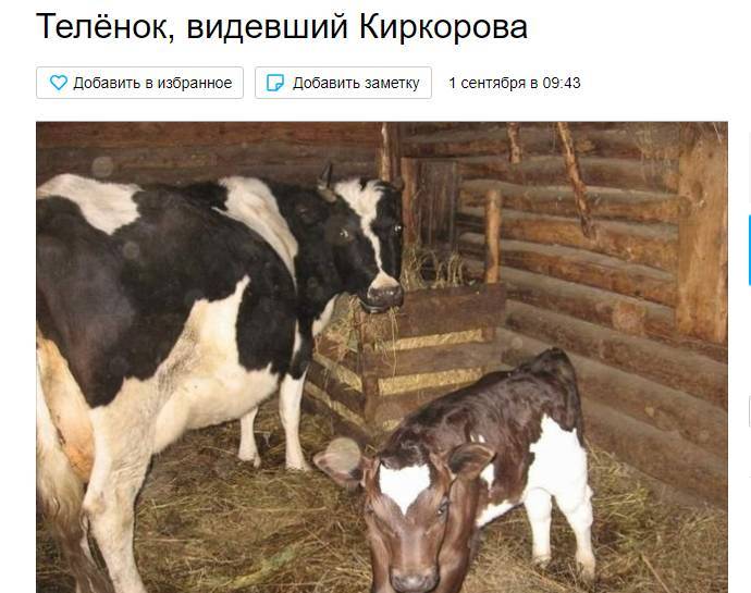 На Алтае за 1 млн рублей продают теленка, ставшего “звездой” Instagram Киркорова