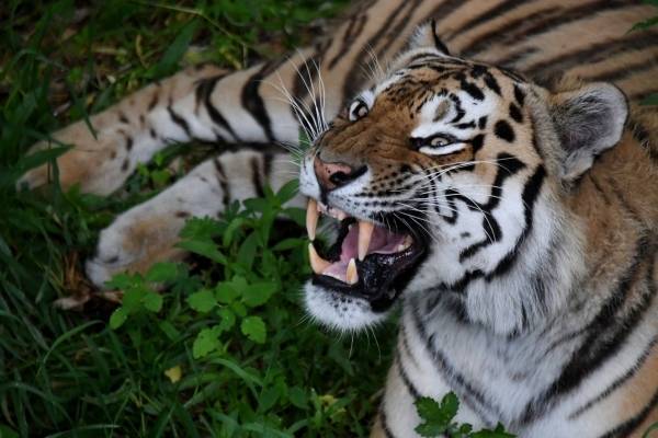 В России создадут единую базу амурских тигров