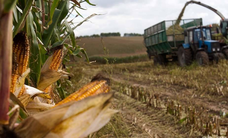 Большинство районов Гродненщины приступили к уборке кукурузы на силос