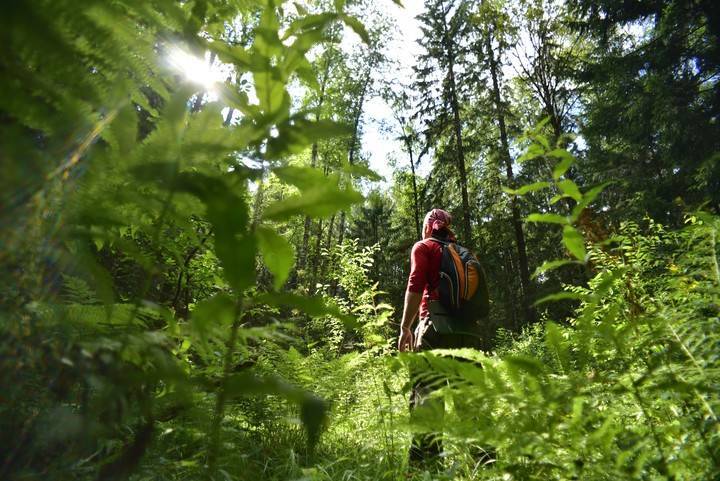 Более 350 человек заблудились летом в Подмосковных лесах