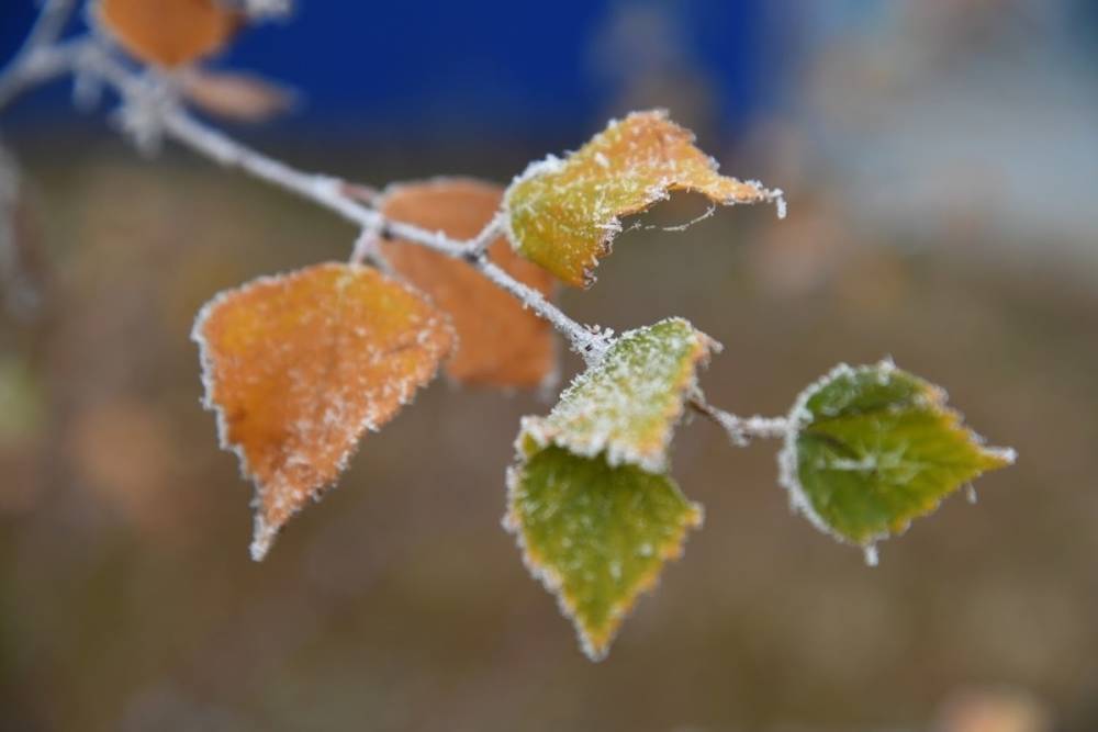 В МЧС предупредили о заморозках до -1 °С в Волгоградской области