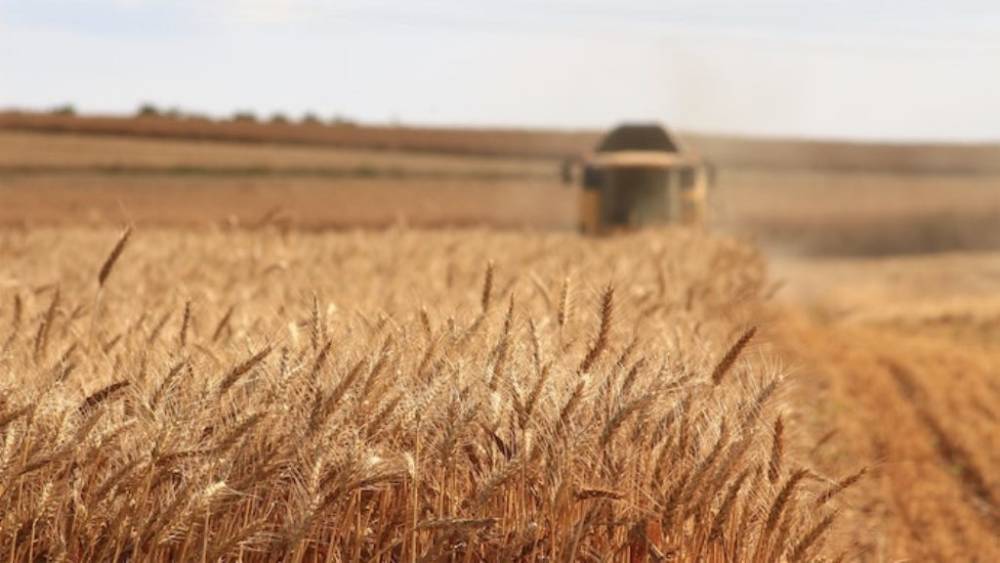 Украинские аграрии намолотили рекордное количество зерна – Одесская область в лидерах