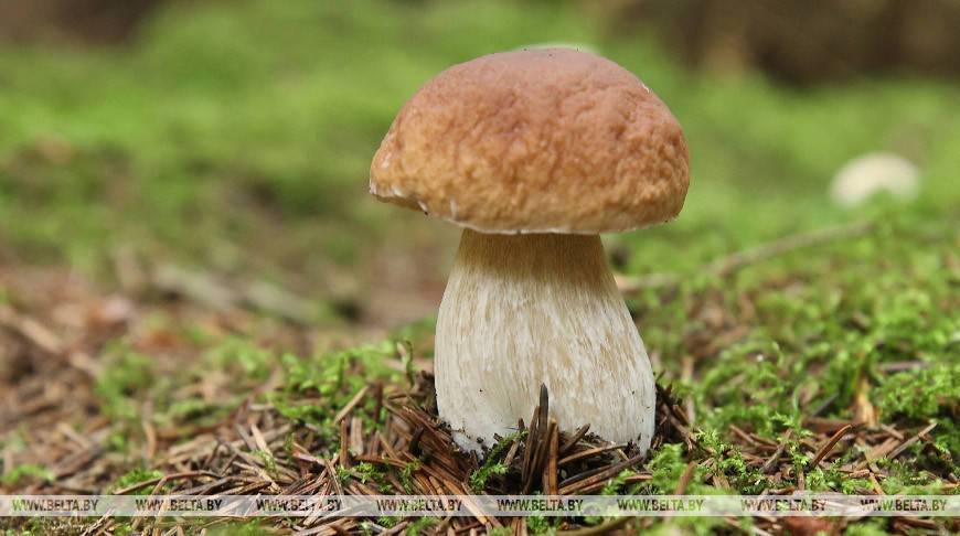 В Беларуси зарегистрировано 12 случаев отравления грибами