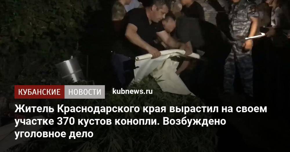 Житель Краснодарского края вырастил на своем участке 370 кустов конопли. Возбуждено уголовное дело