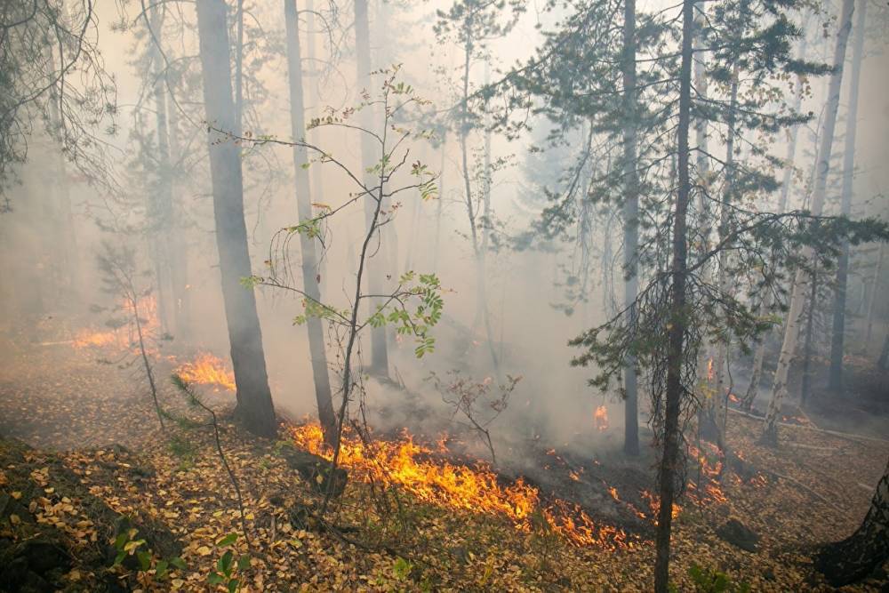 Ущерб от лесных пожаров в Свердловской области превысил ₽50 млн