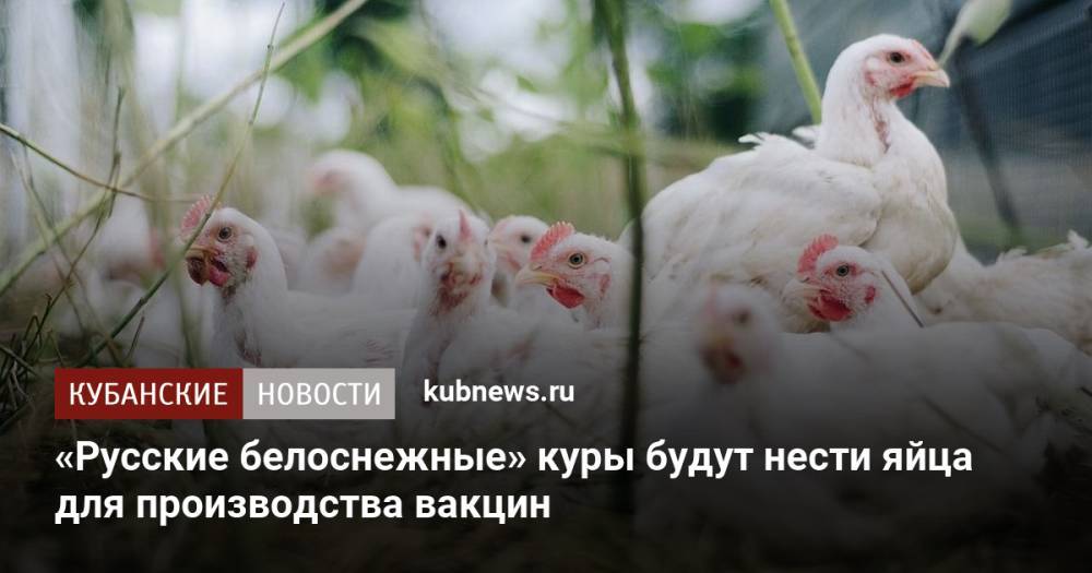 «Русские белоснежные» куры будут нести яйца для производства вакцин