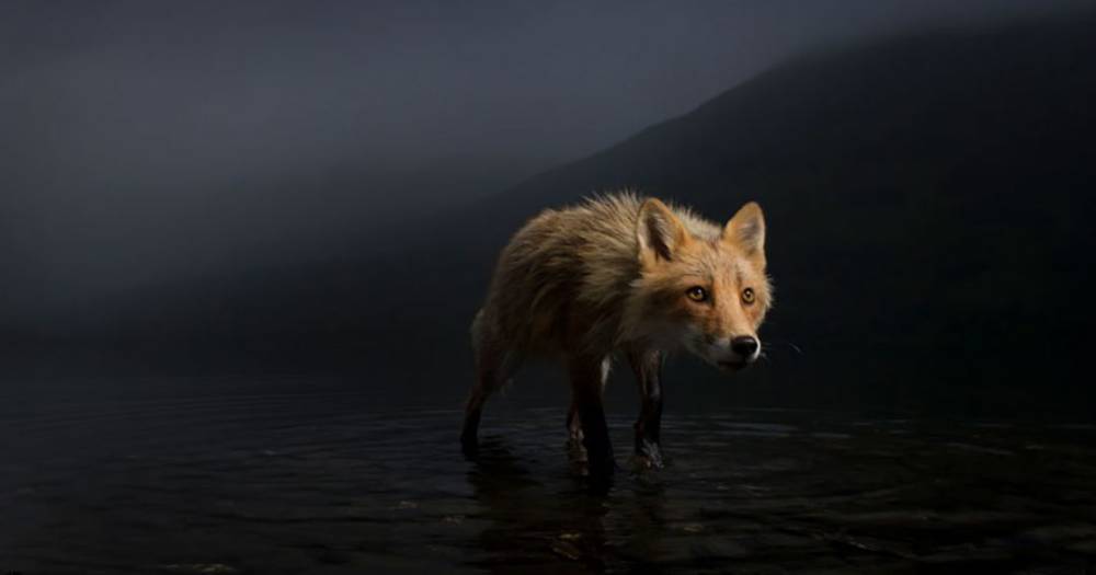 16 самых впечатляющих снимков дикой природы, победителей конкурса Wildlife Photographer Of The Year 2021