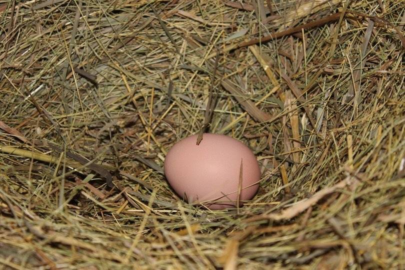 Новую породу кур, яйца которых можно использовать для производства вакцин, вывели ученые