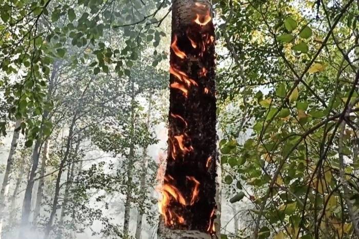 Главное управление лесами: пожароопасный сезон в Челябинской области до сих пор не окончен