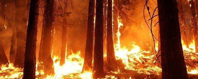 МЧС: В Башкирии площадь лесных пожаров сократилась с 3,3 до 1,5 тысячи га