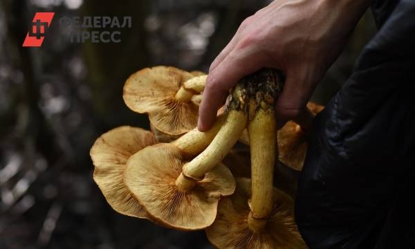 Много ли грибов в этом году в лесах вашего региона?
