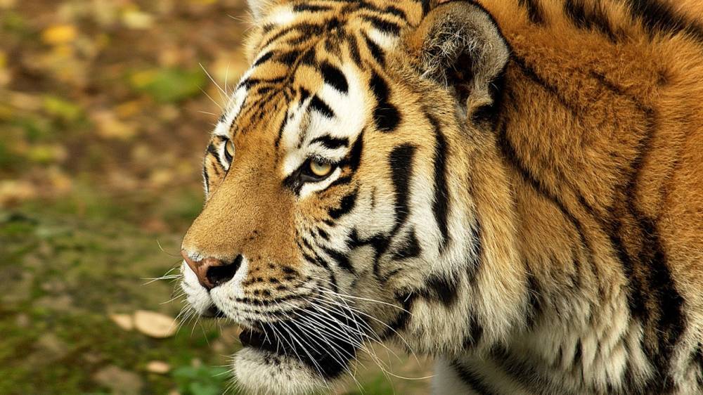 Силовики задержали браконьеров, занимавшихся отстрелом амурских тигров в Приморье