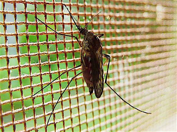 В Россию летят комары-переносчики смертельной лихорадки Западного Нила