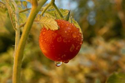 Жительница Красноярского края вырастила самый большой в России помидор