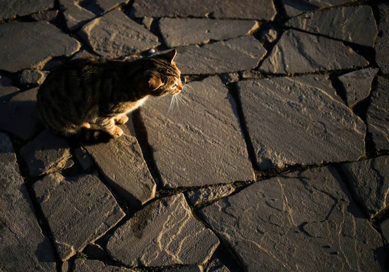 Жителя Крыма осудили за убийство котенка