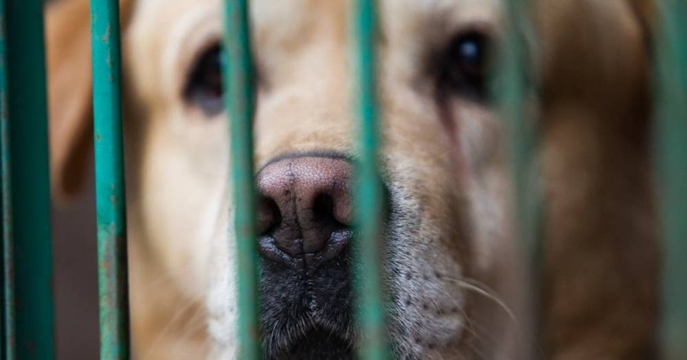 В Гусеве владельцы лабрадора требуют у ветклиники более миллиона за скончавшегося после лечения пса